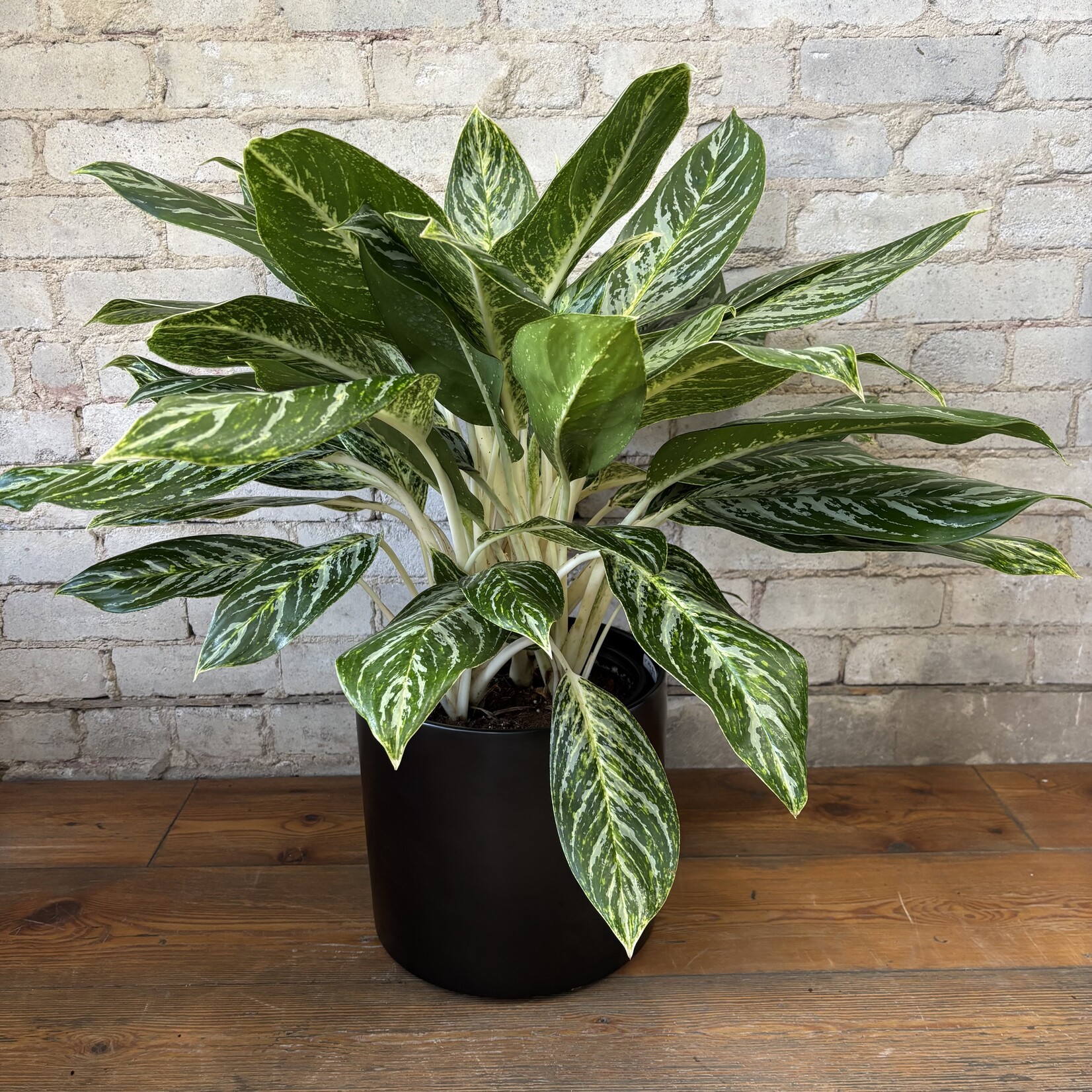 Aglaonema Golden Madonna 10"