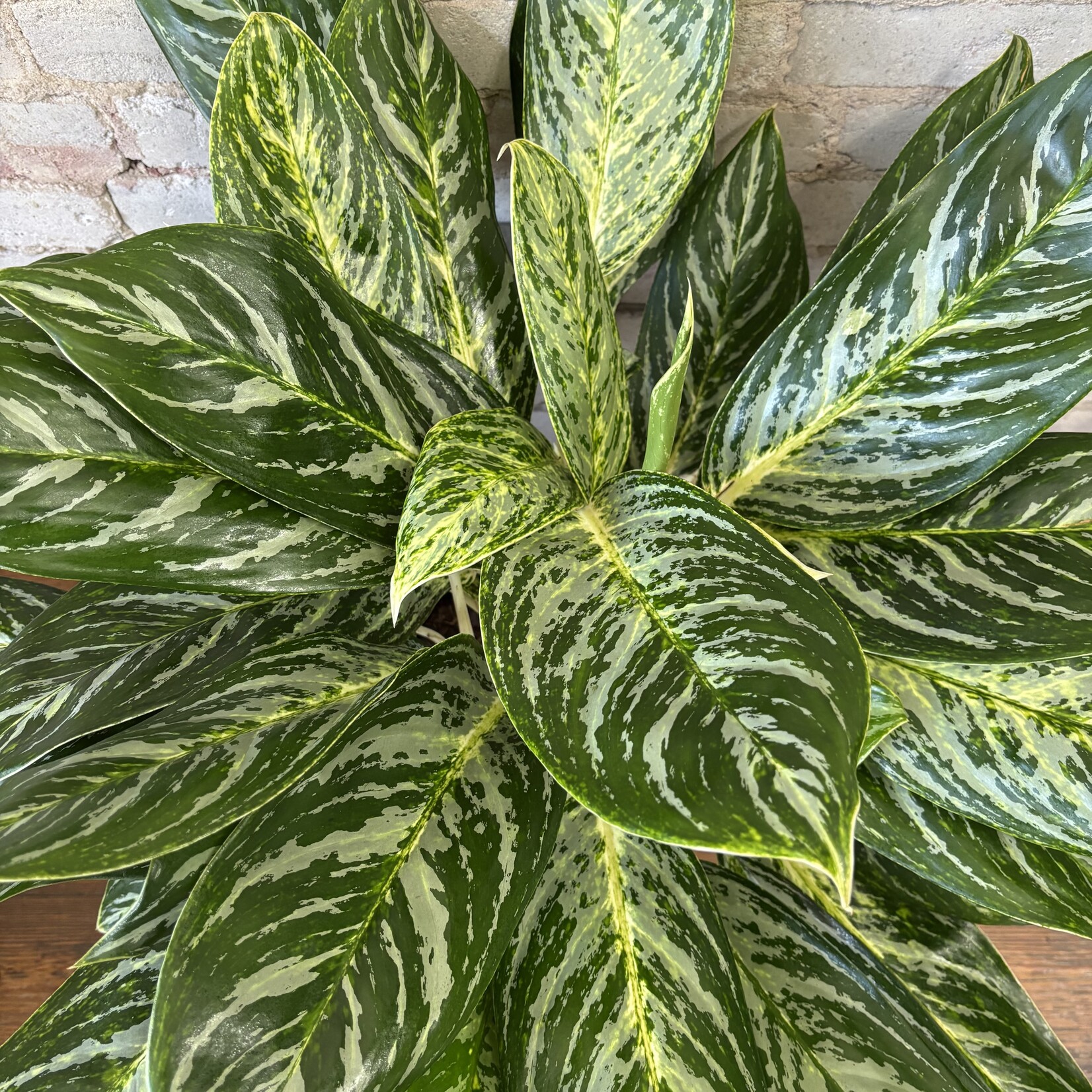 Aglaonema Golden Madonna 10"