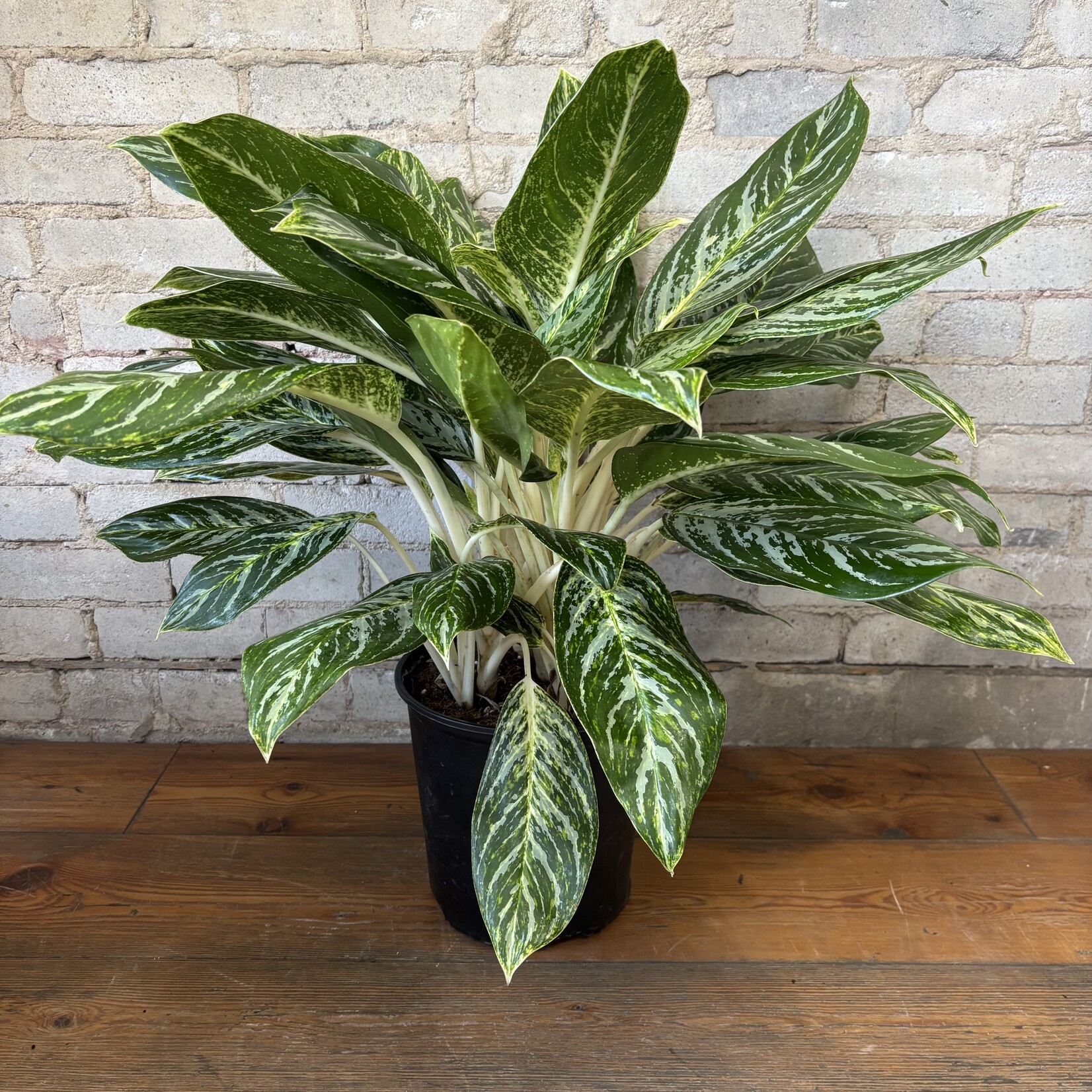 Aglaonema Golden Madonna 10"
