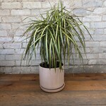 Dracaena Kiwi Bush 8"
