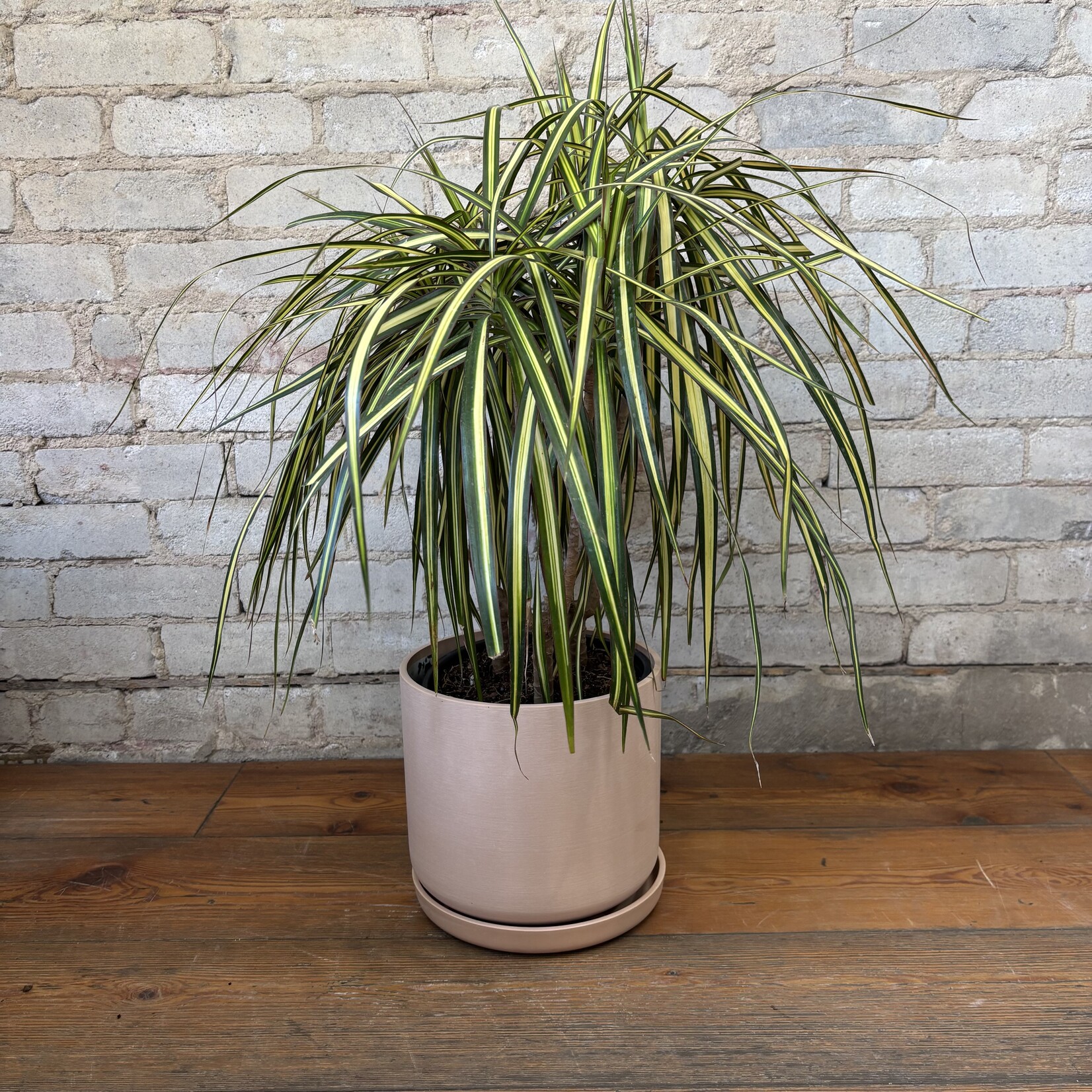 Dracaena Kiwi Bush 8"