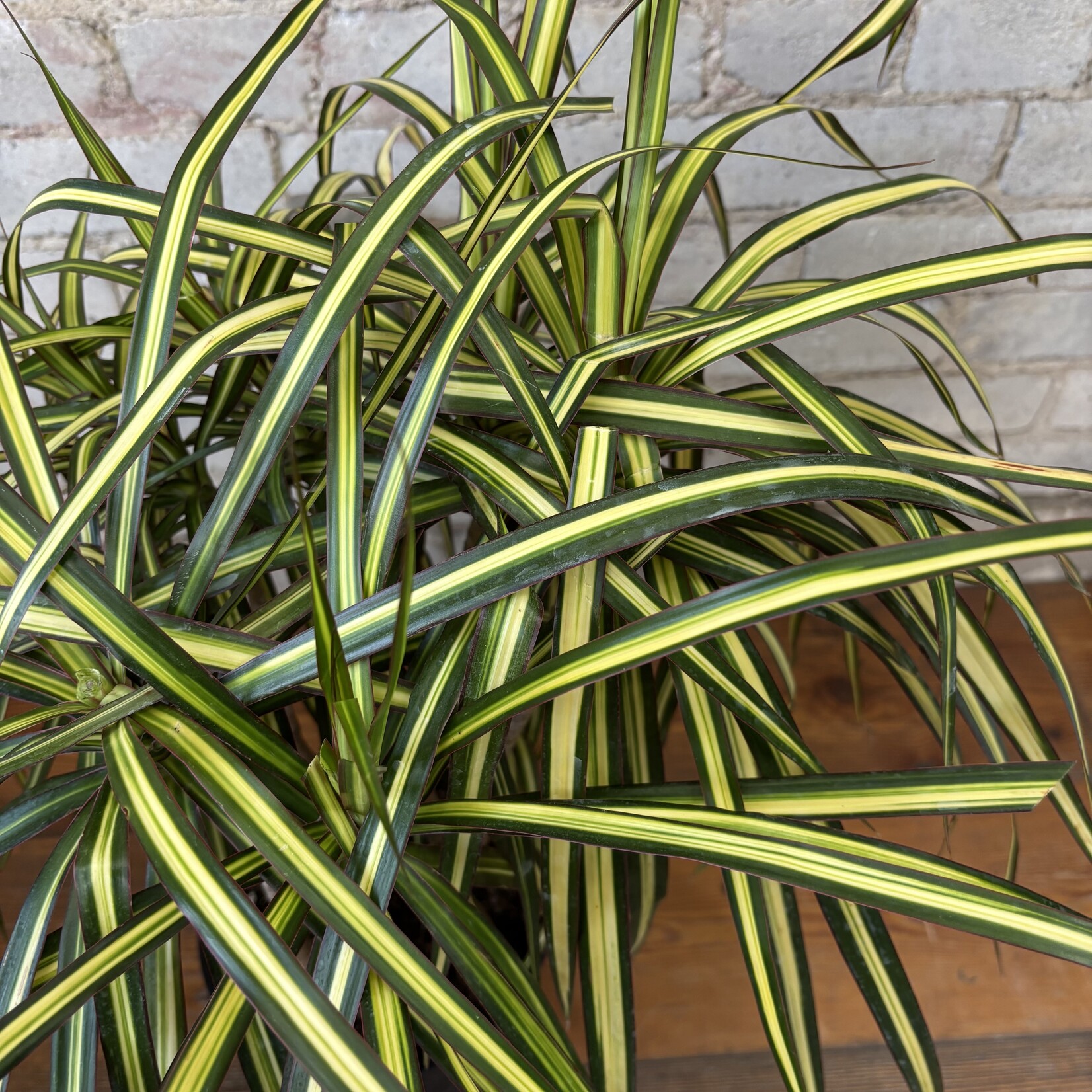 Dracaena Kiwi Bush 8"
