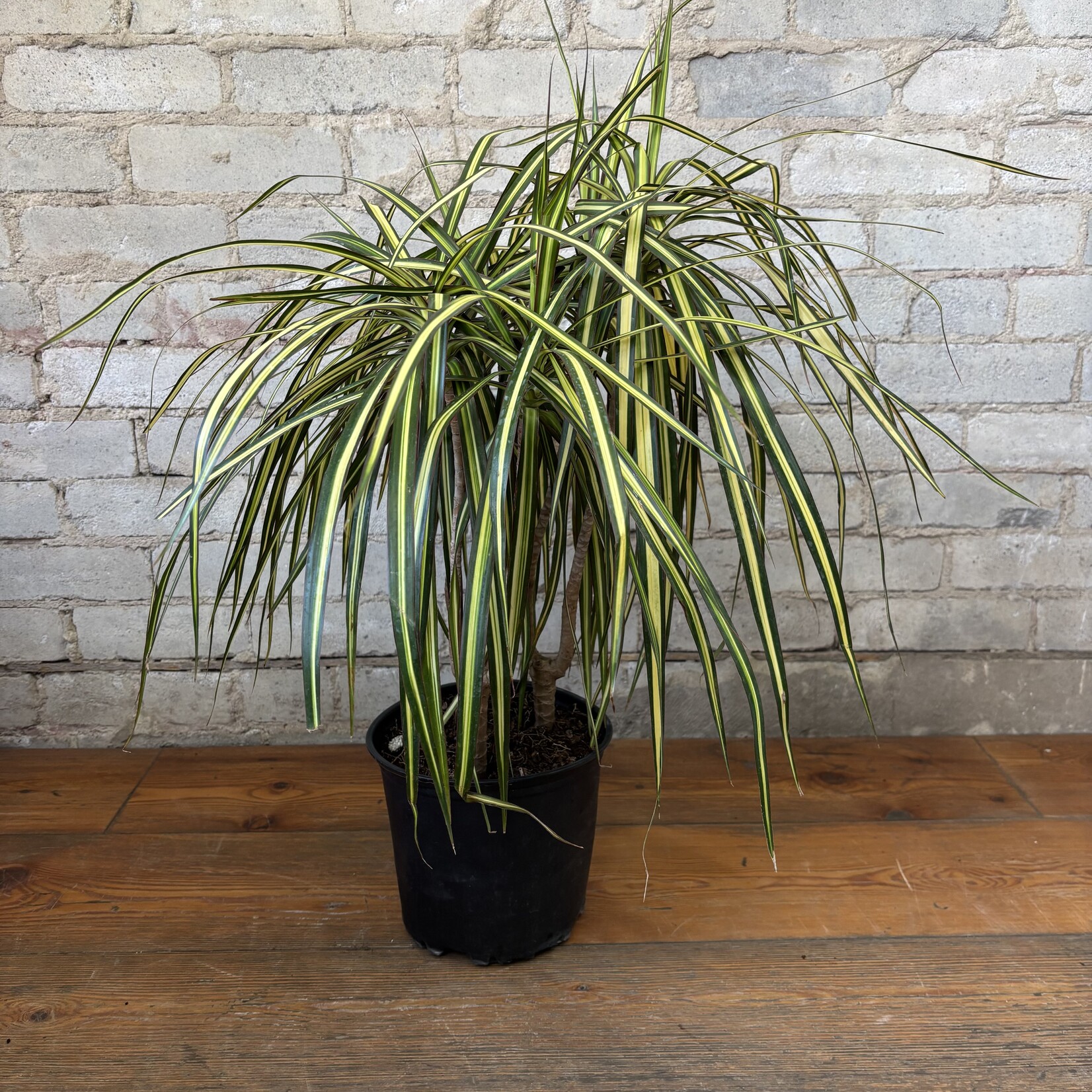 Dracaena Kiwi Bush 8"