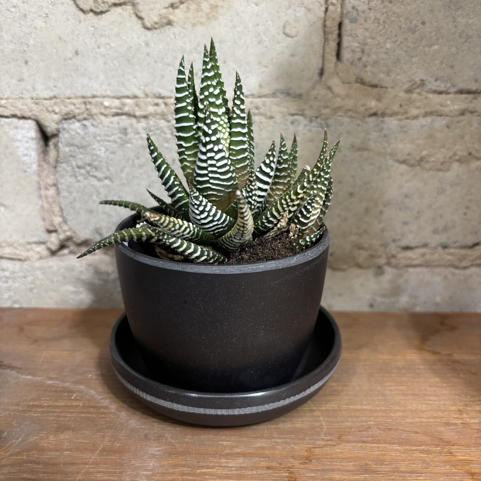 Kanso Mini Pot with saucer (fits 2.5") Black