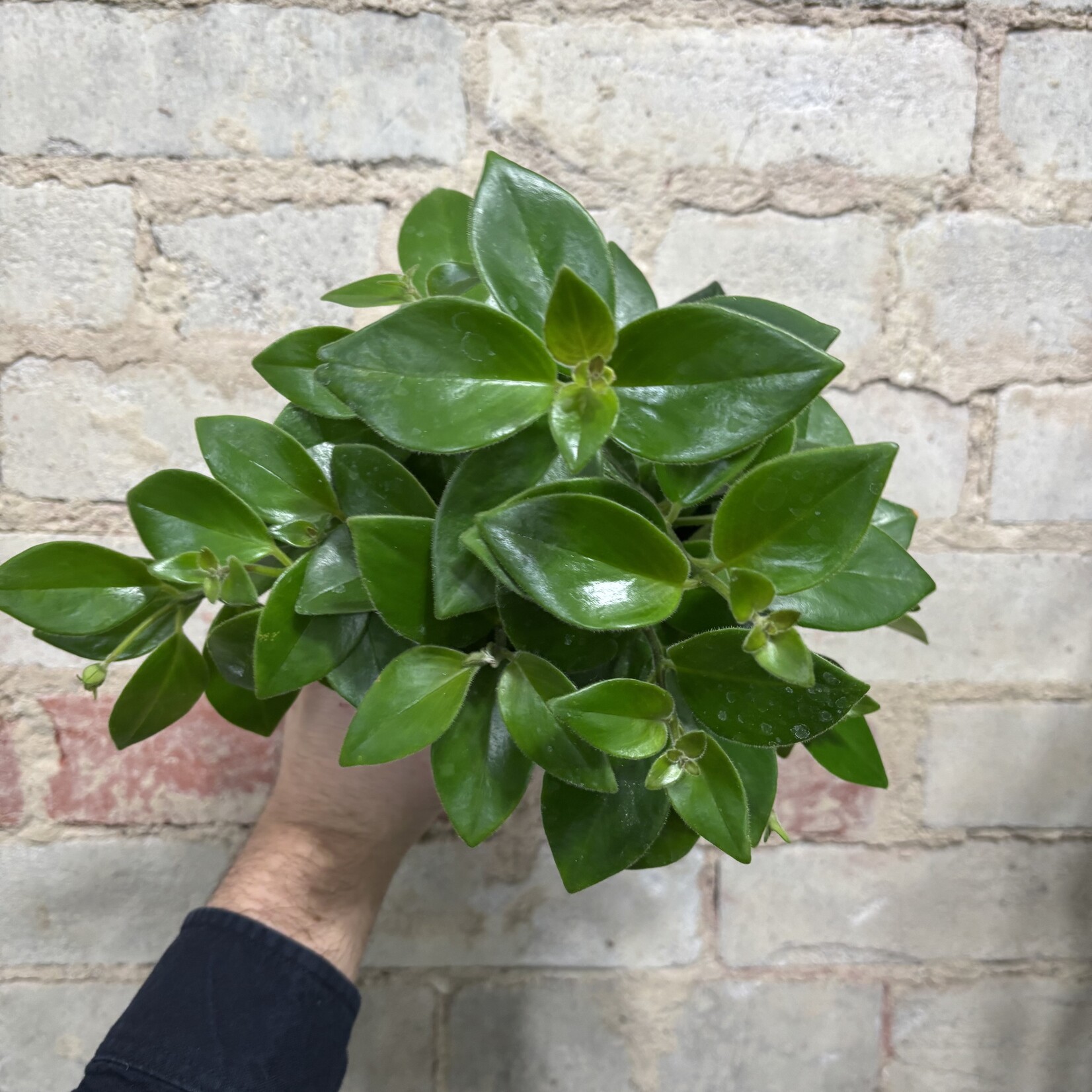 Lipstick Mona Lisa 4"