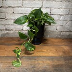 Golden Pothos 6"