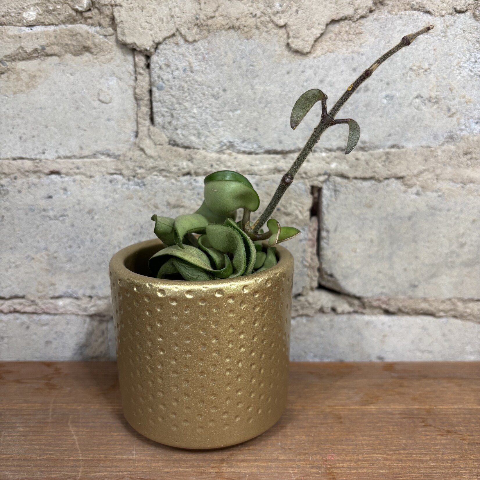 Hoya Compacta Rope 2.5"