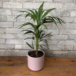 Kentia Palm 6"