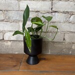 Baltic Blue Pothos 4"