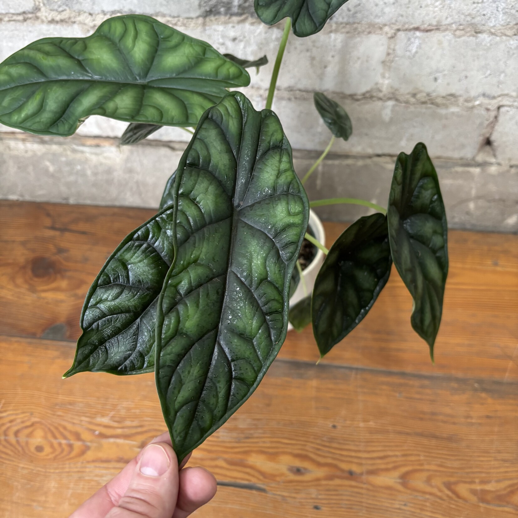 Alocasia Dragon Scale 4"