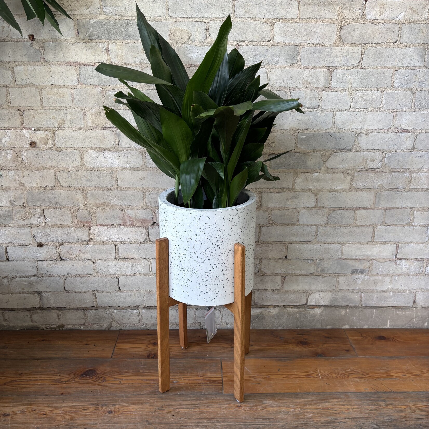 Cast Iron (Aspidistra) 10"