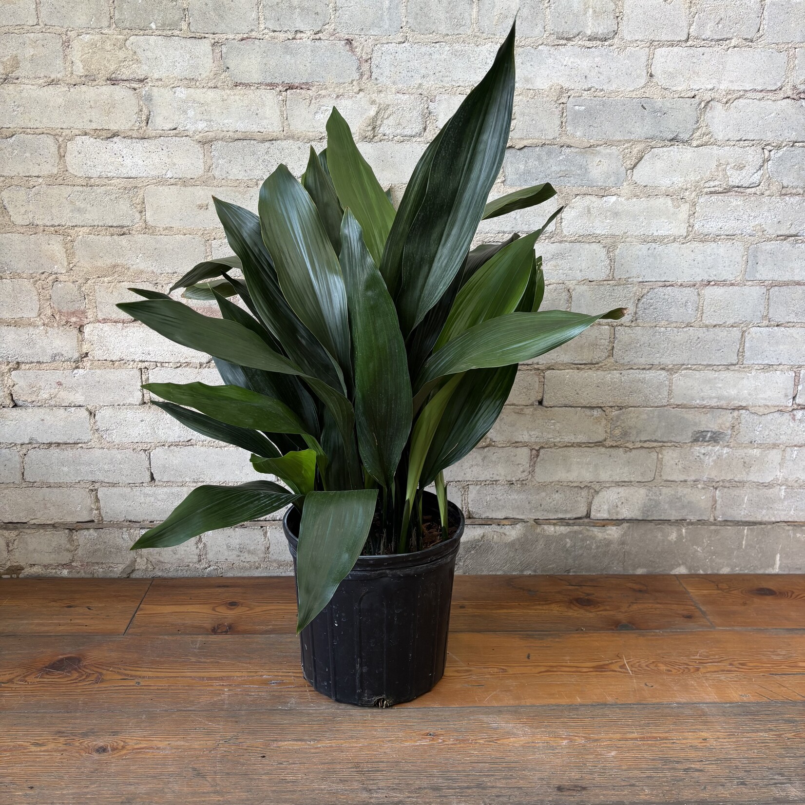 Cast Iron (Aspidistra) 10"
