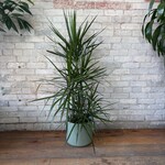 Dracaena Marginata Character Cane 10"