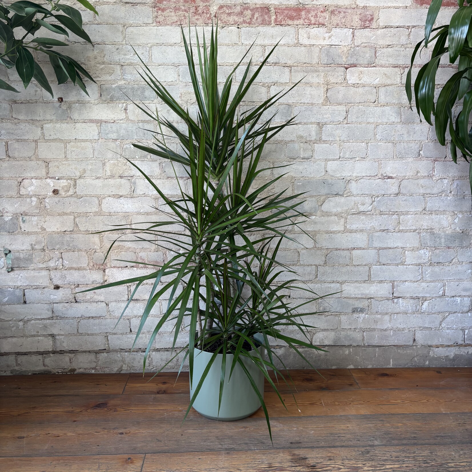 Dracaena Marginata Character Cane 10"