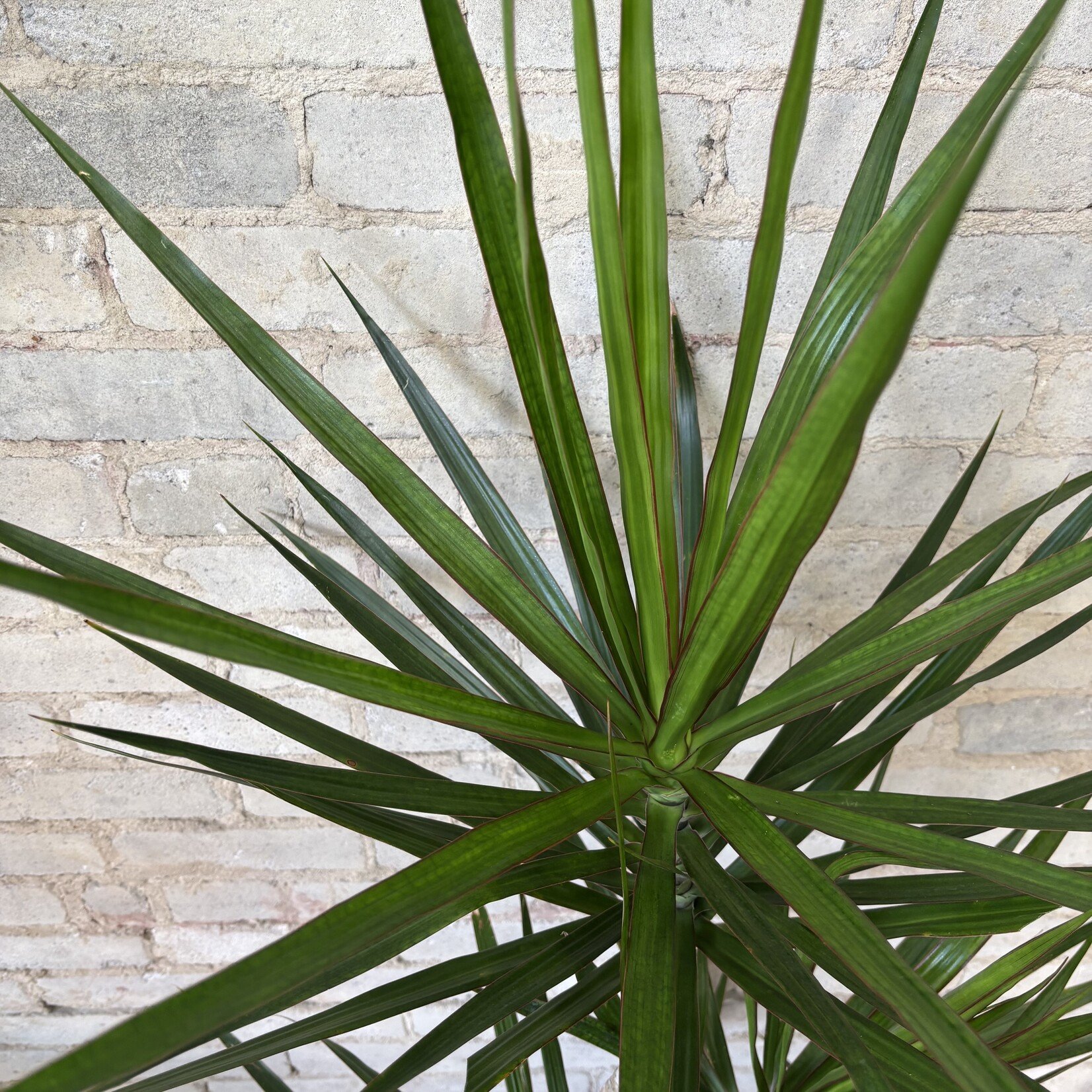 Dracaena Marginata Character Cane 10"
