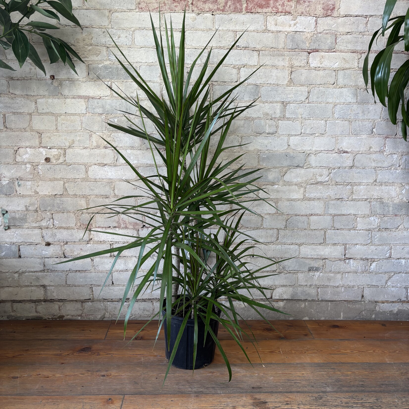 Dracaena Marginata Character Cane 10"