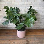 Monstera Deliciosa 10"
