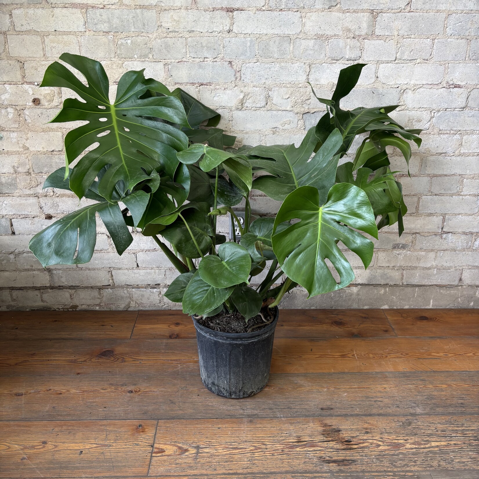 Monstera Deliciosa 10"