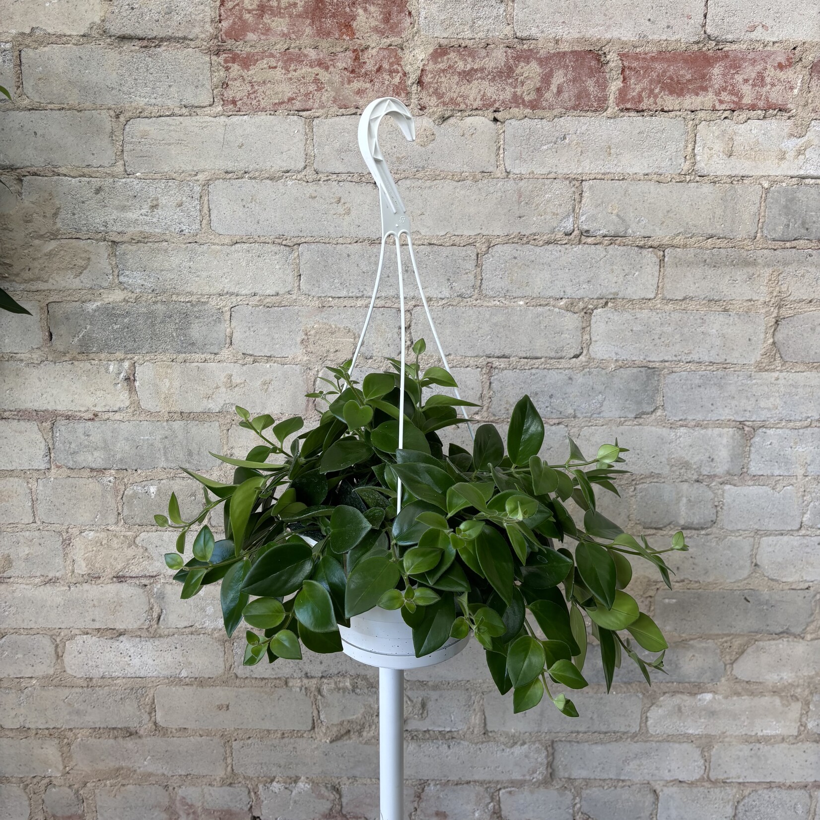 Lipstick Mona Lisa 8" HB