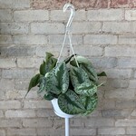 Scindapsus Pictus Silver Satin 8" HB
