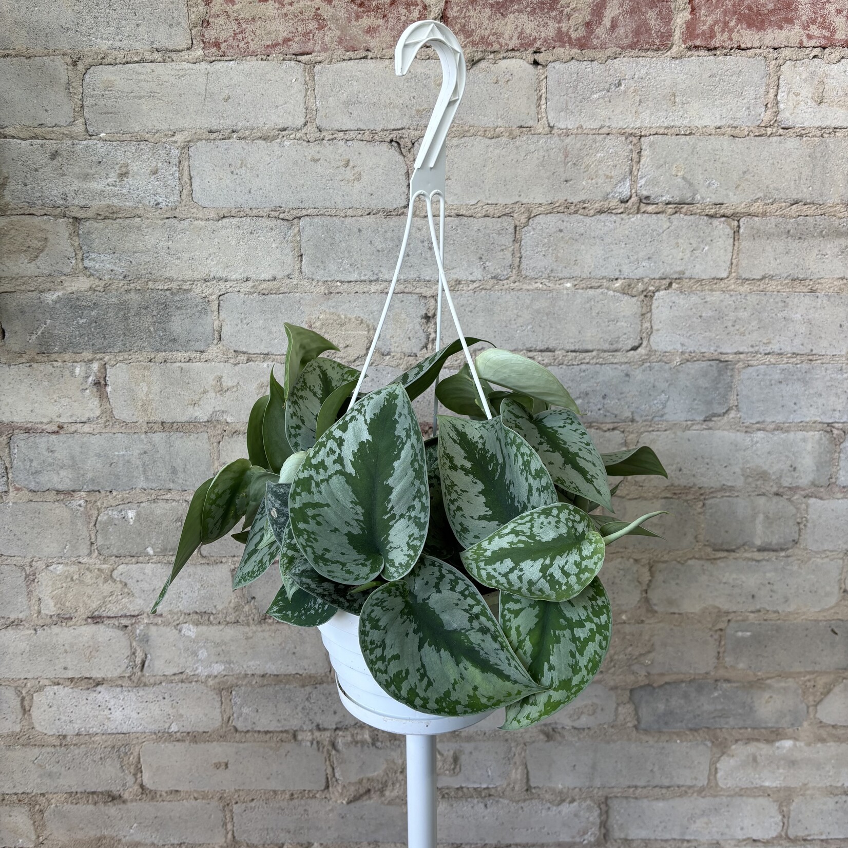 Scindapsus Pictus Silver Satin 8" HB