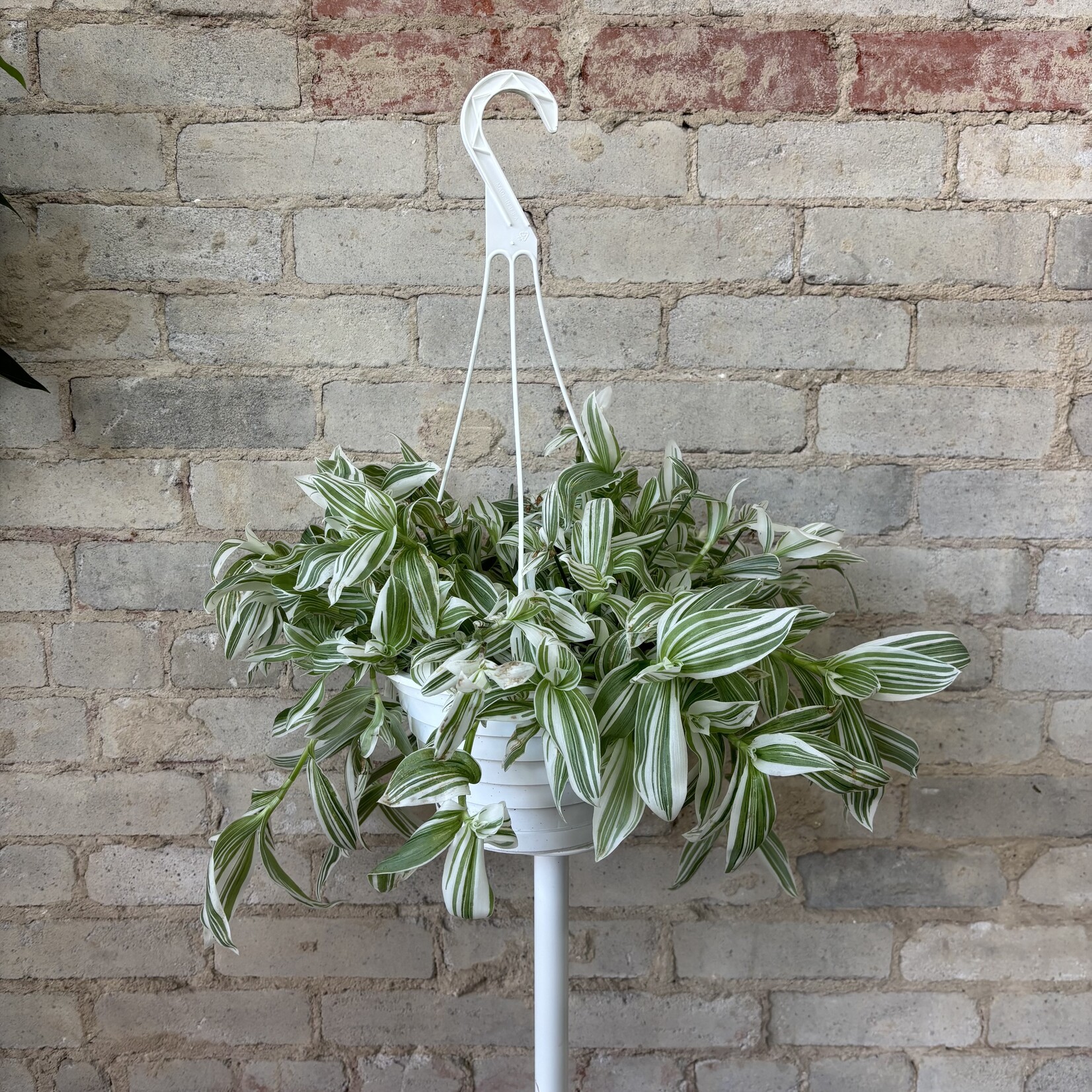 Tradescantia White 8" HB