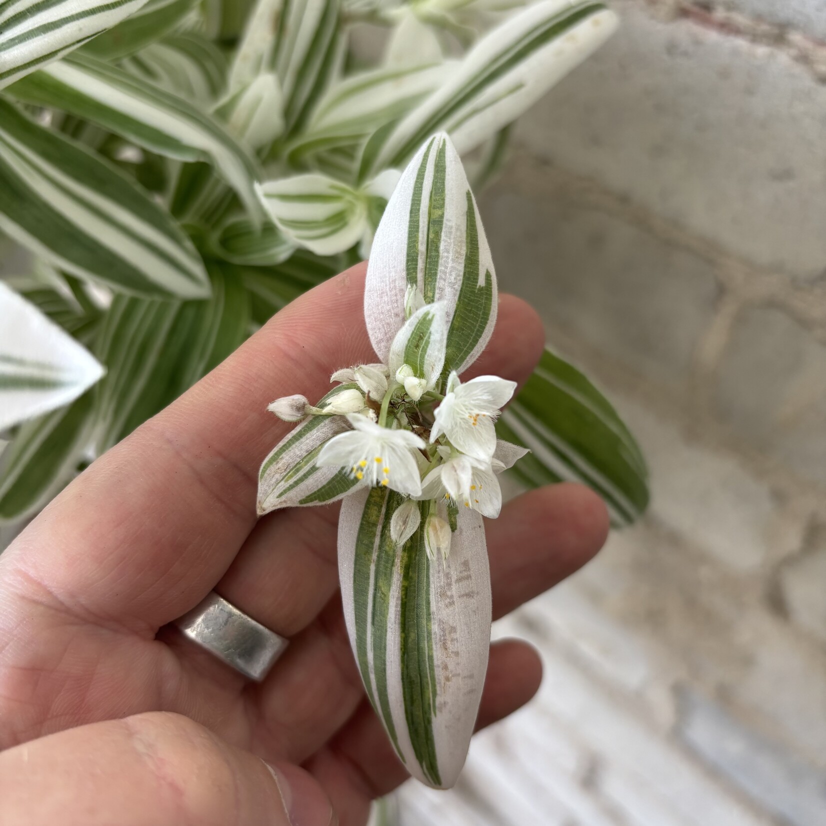 Tradescantia White 8" HB