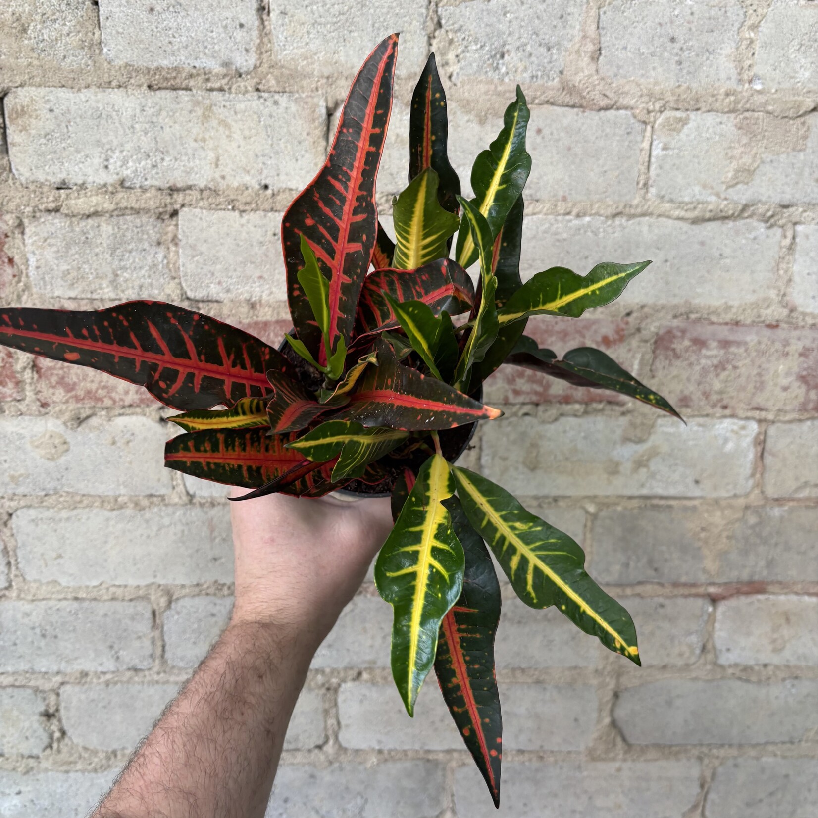Oakleaf Croton 5"