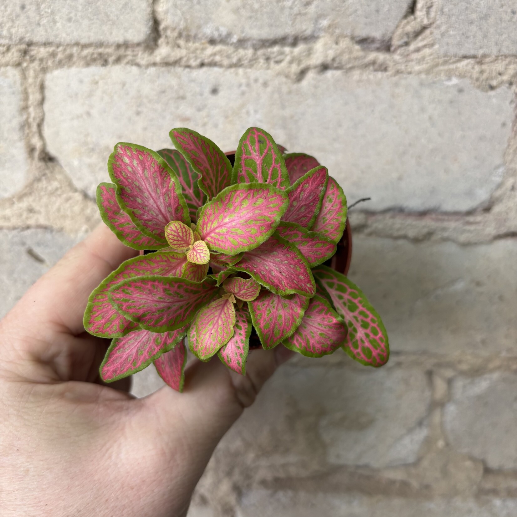 Fittonia Hot Pink 3"