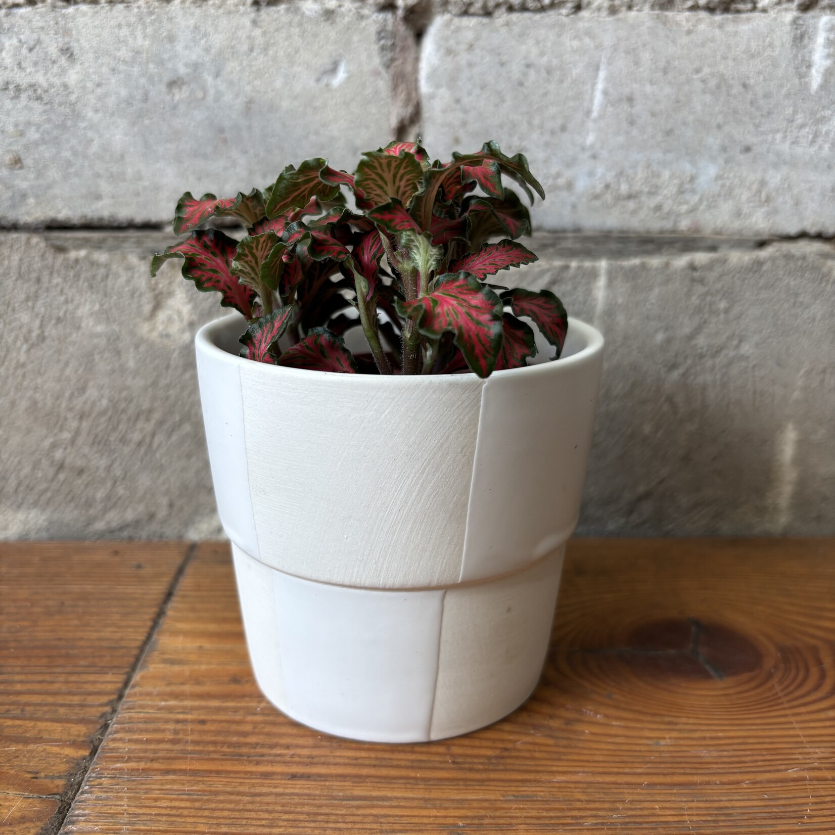 Fittonia Red Ruffle 3"