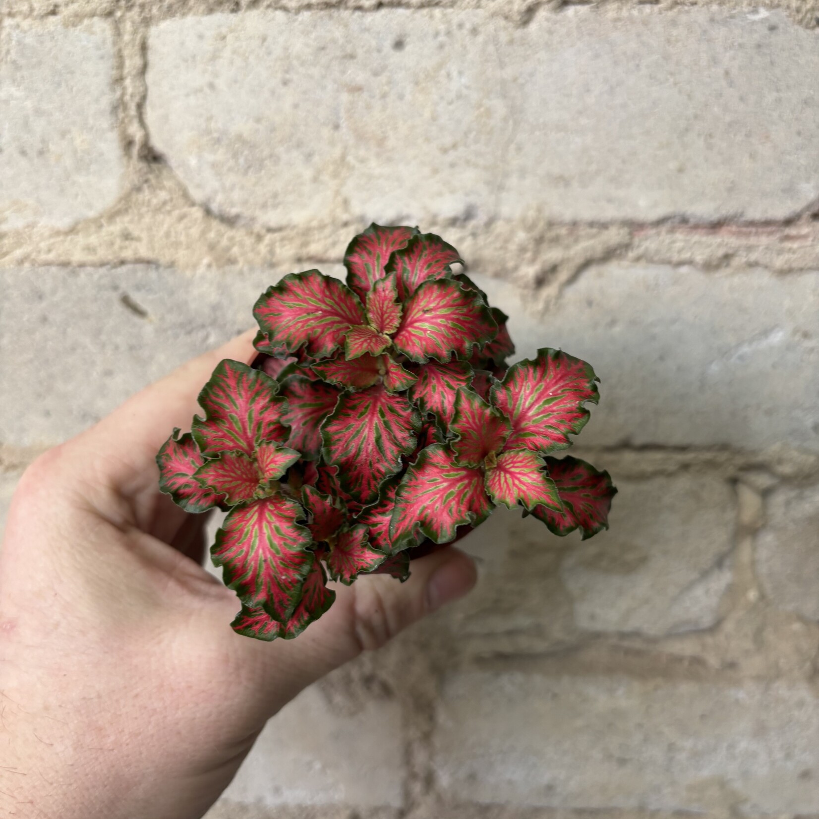 Fittonia Red Ruffle 3"