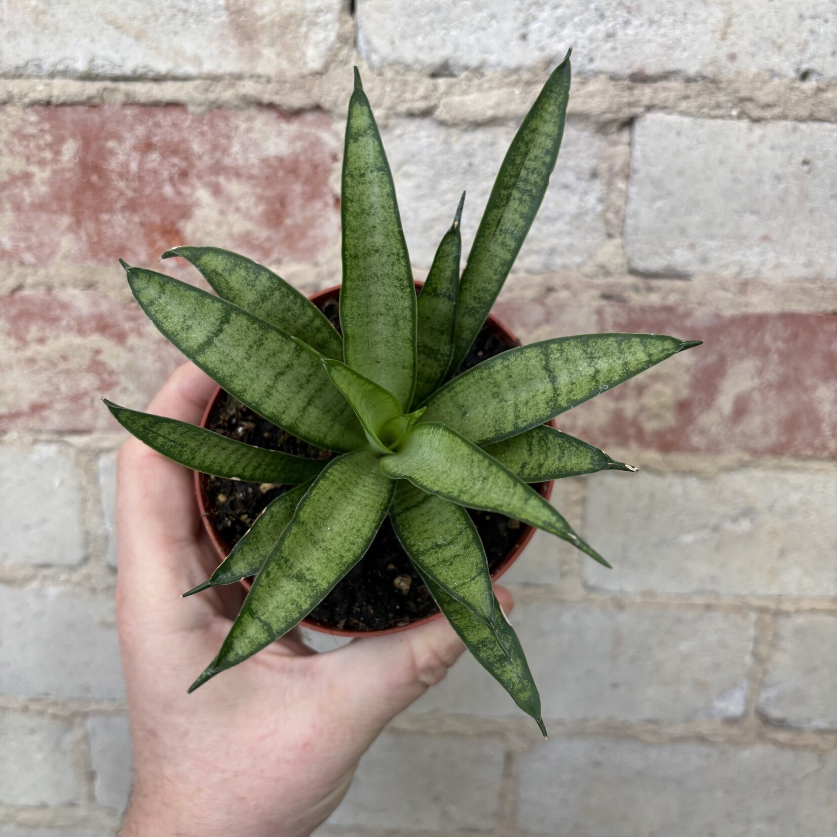 Sansevieria Lilliput 4"