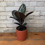 Ficus Elastica Burgundy 6"
