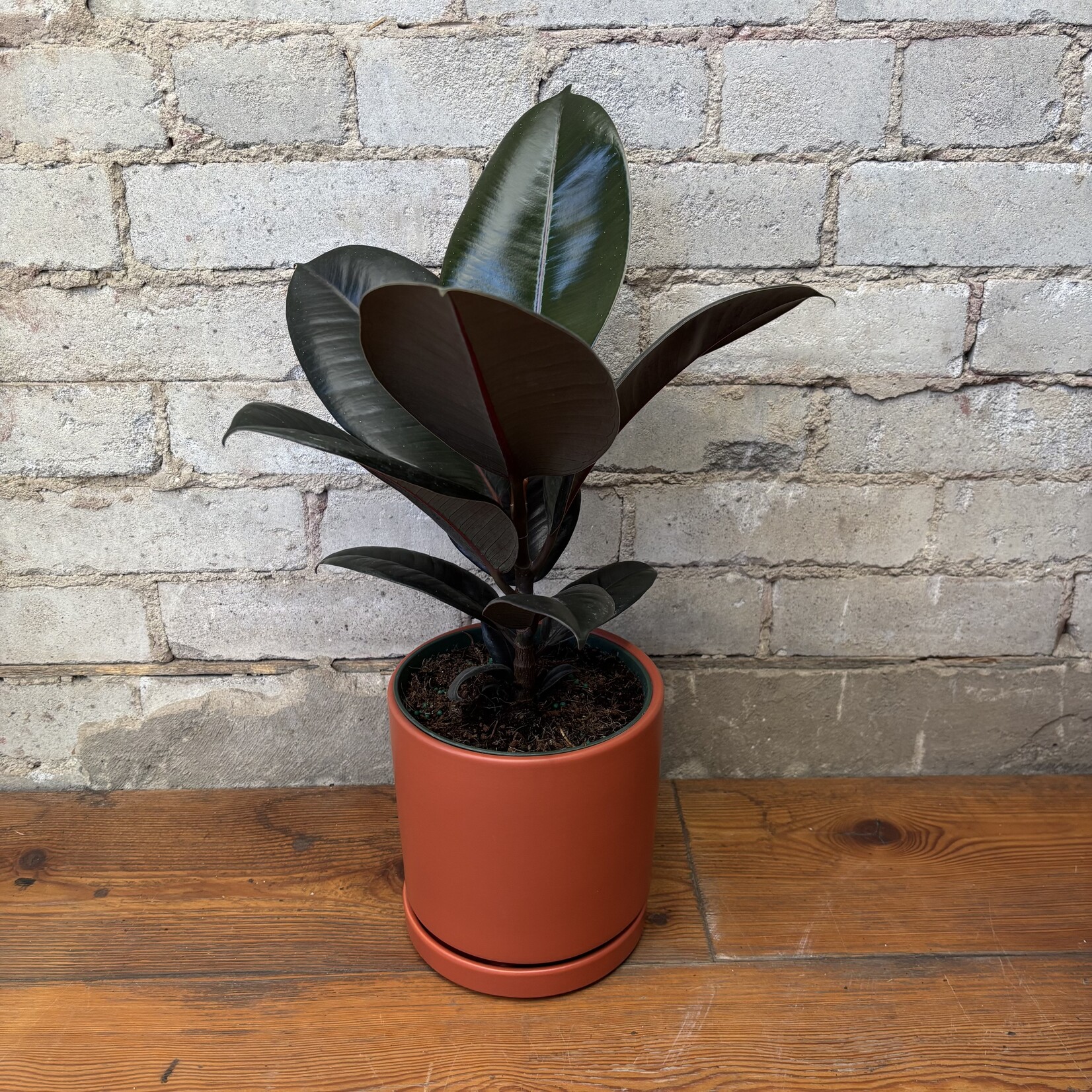 Ficus Elastica Burgundy 6"