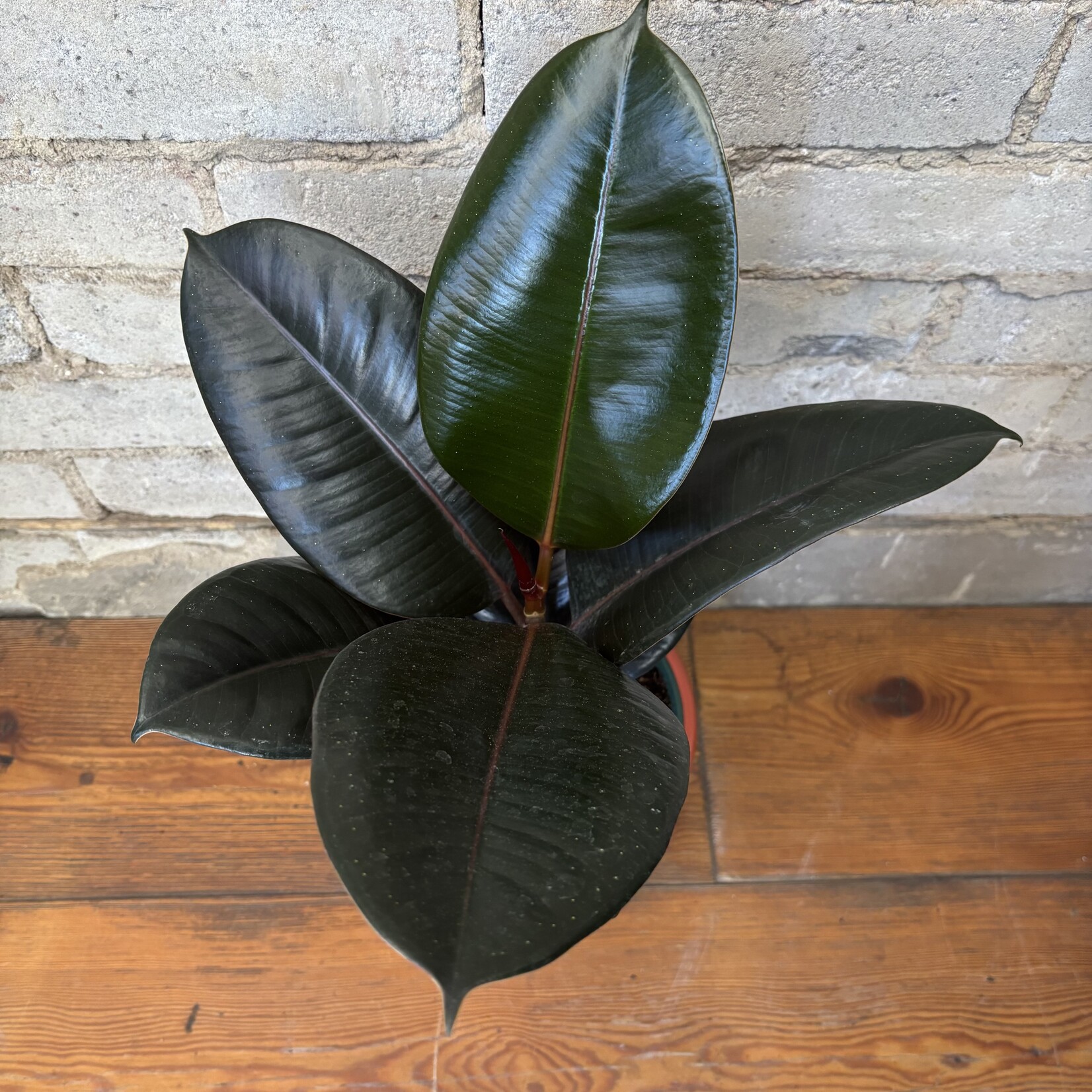 Ficus Elastica Burgundy 6"