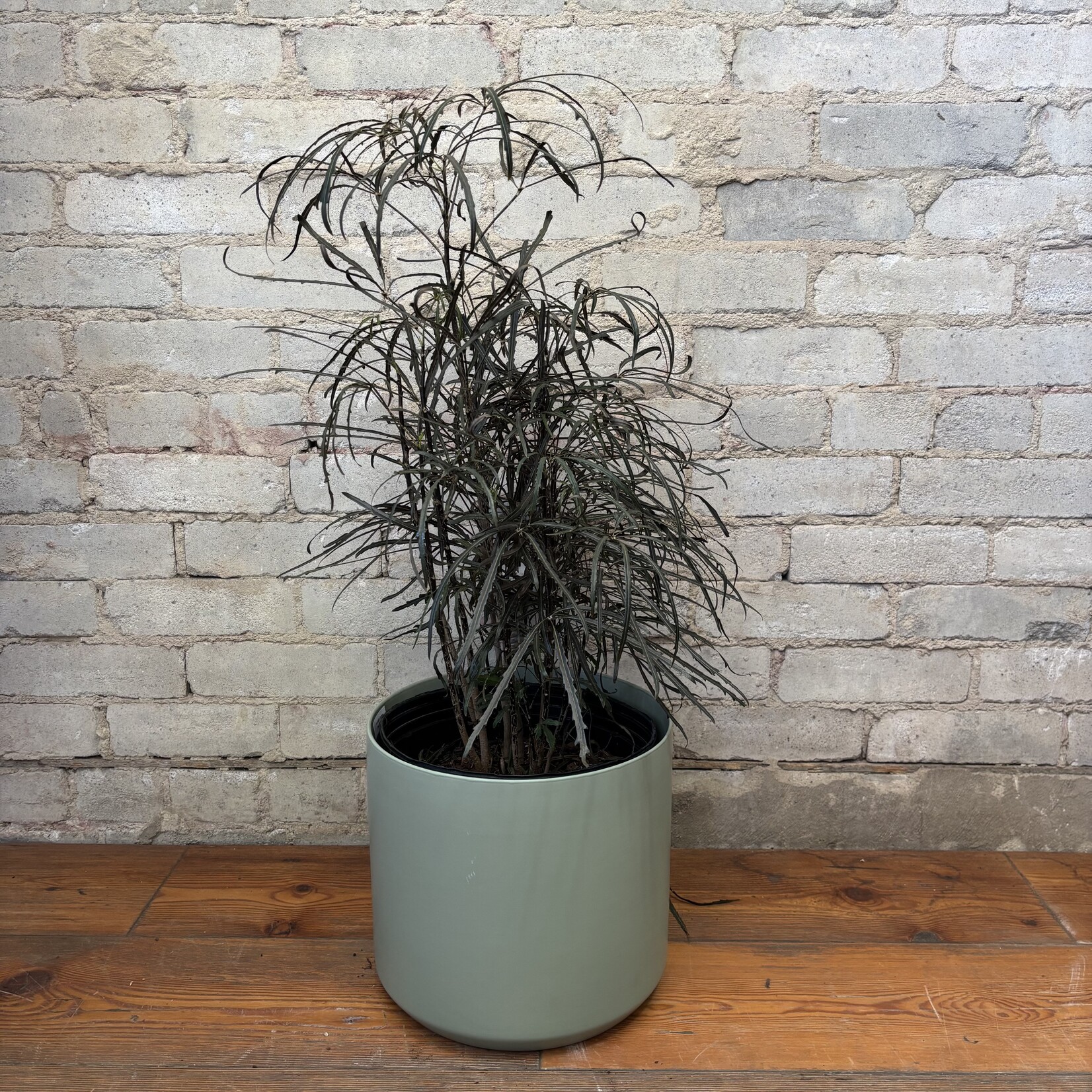 Aralia Elegantissima 10"