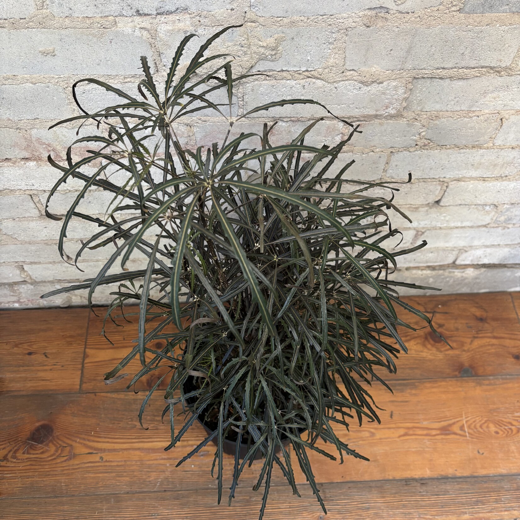 Aralia Elegantissima 10"