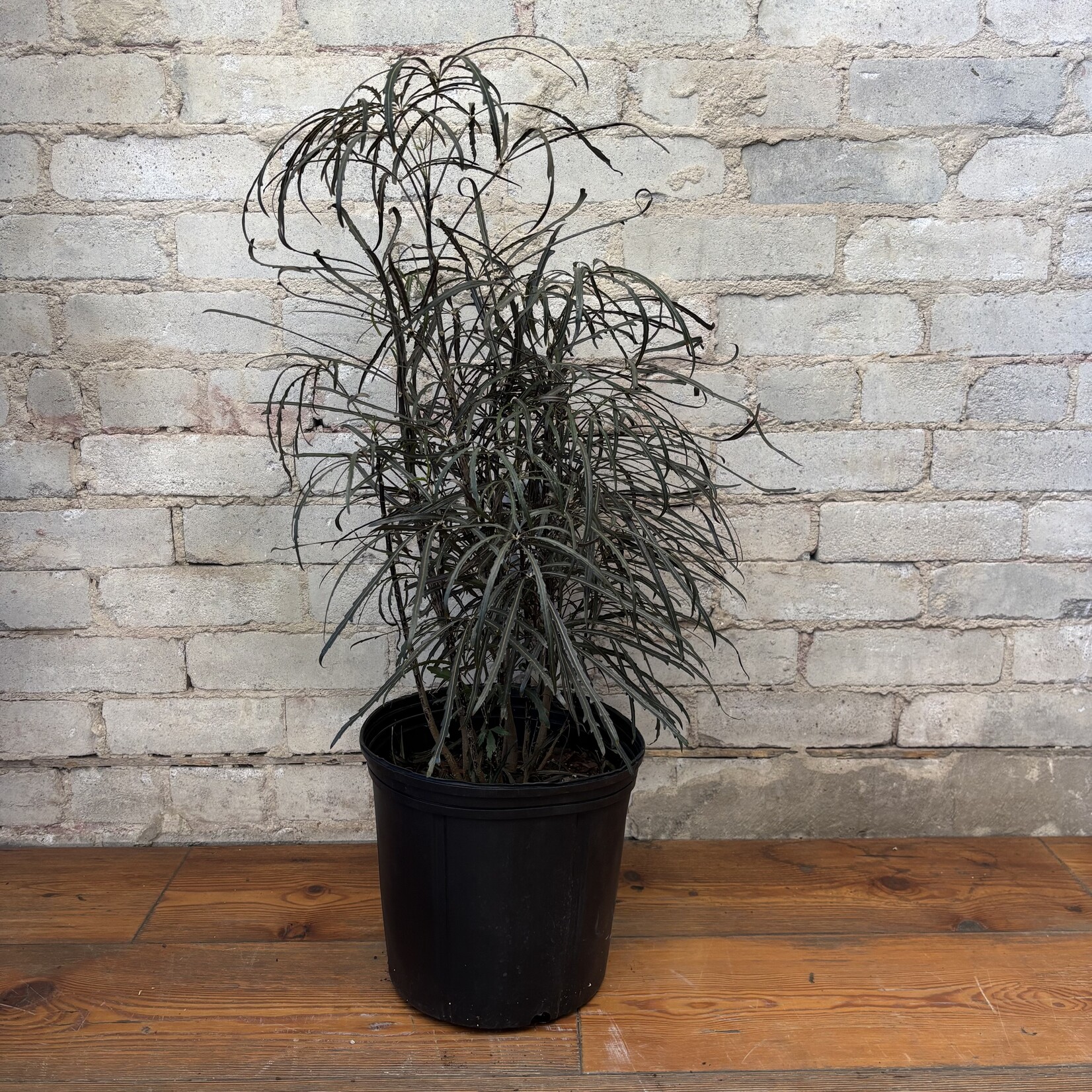 Aralia Elegantissima 10"