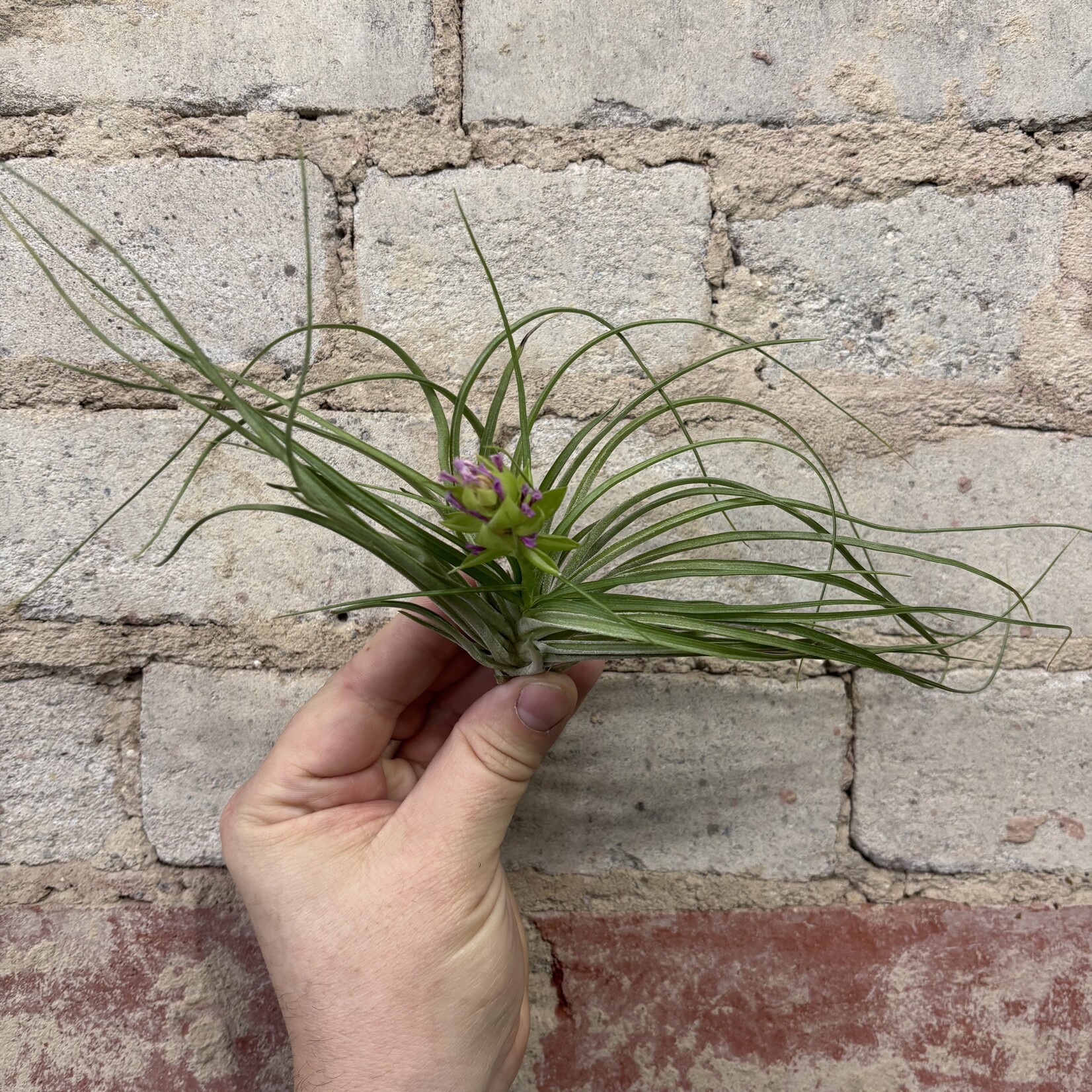 AirPlants: Tillandsia Aeranthos Stricta