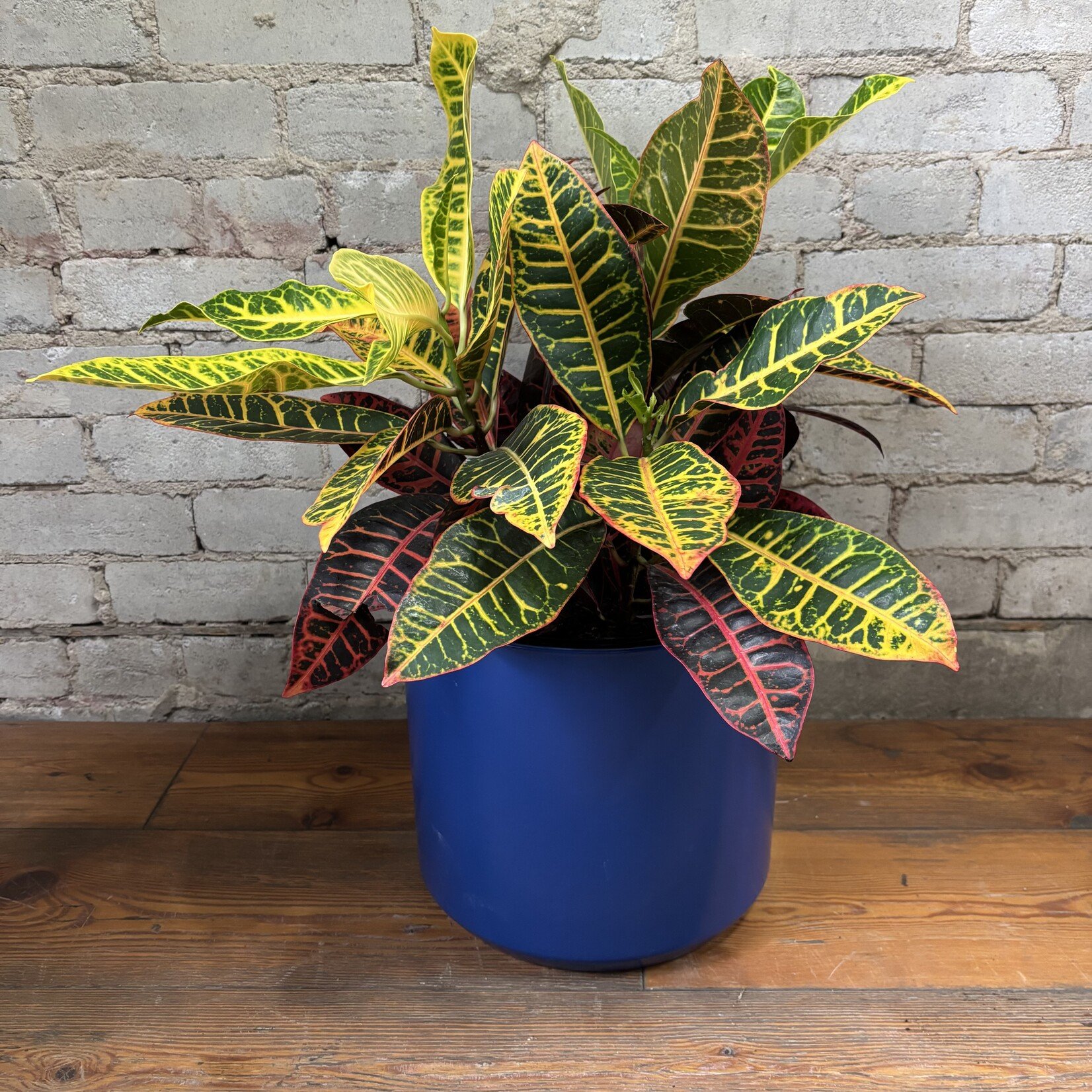 Croton Petra 10"