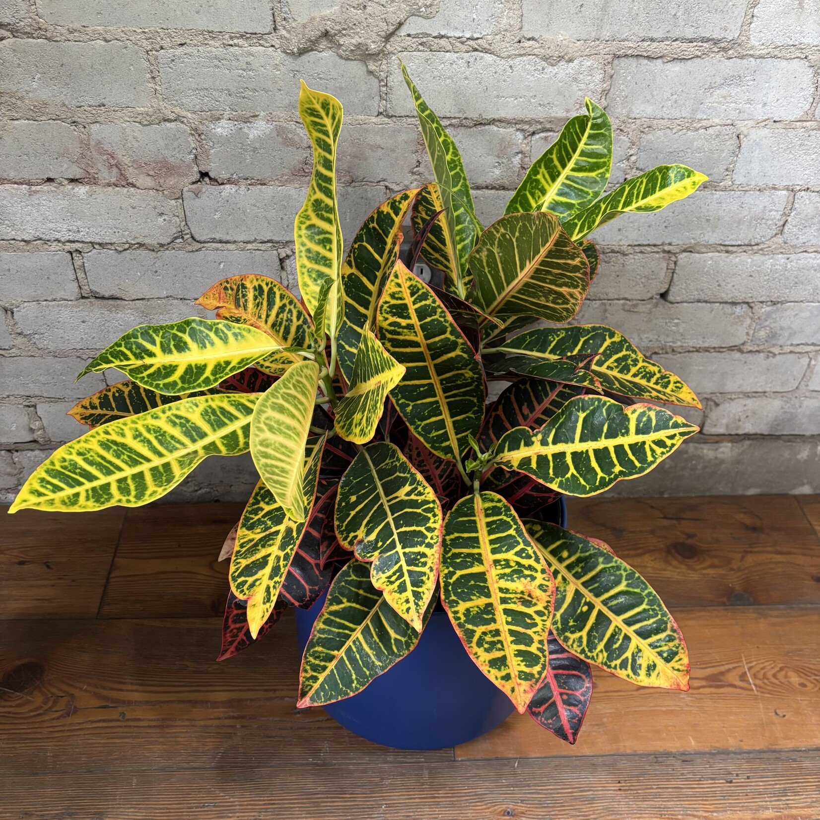 Croton Petra 10"