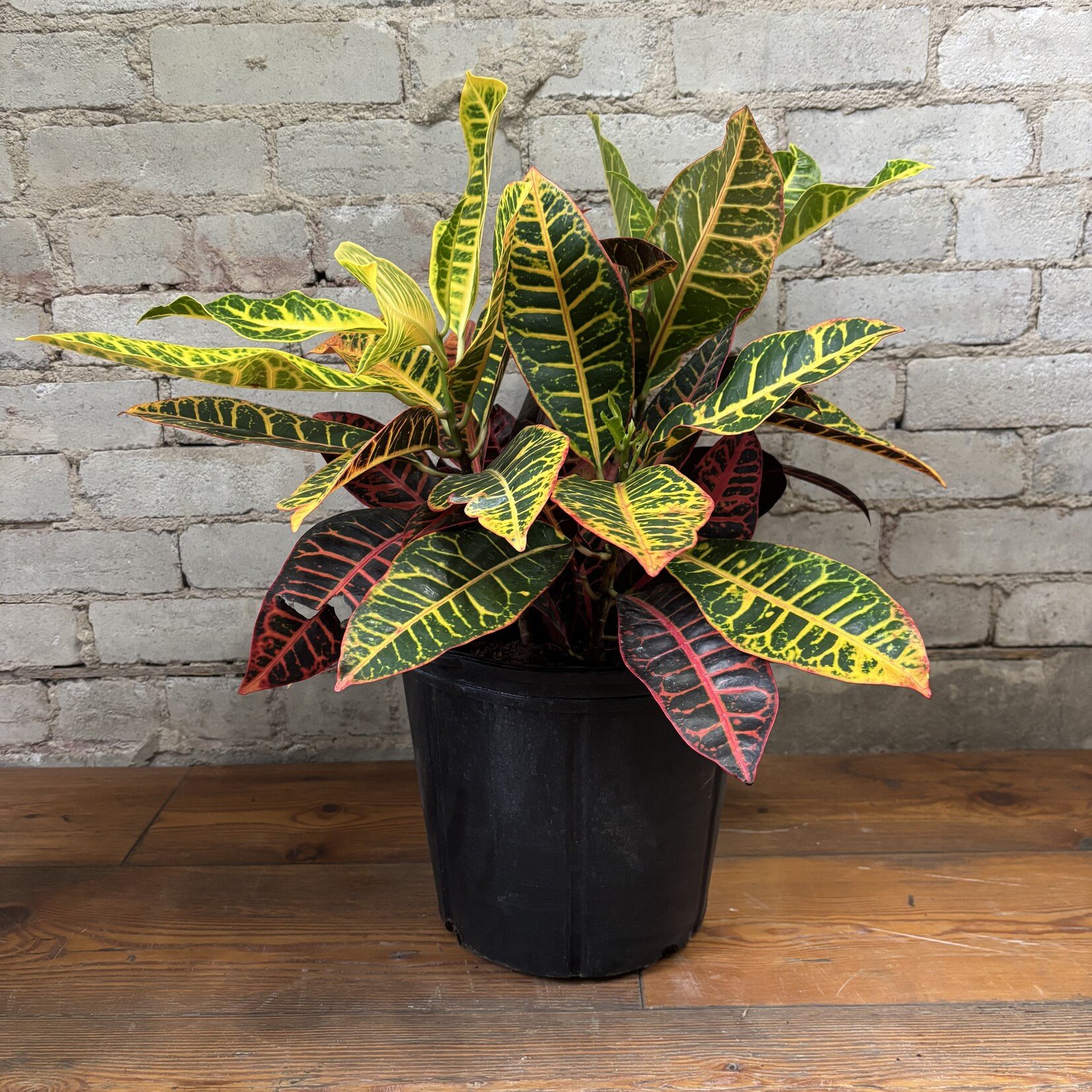 Croton Petra 10"