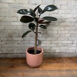 Ficus Elastica Burgundy Standard 10"