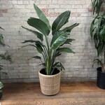 Bird of Paradise - Strelitzia Nicolai 14"