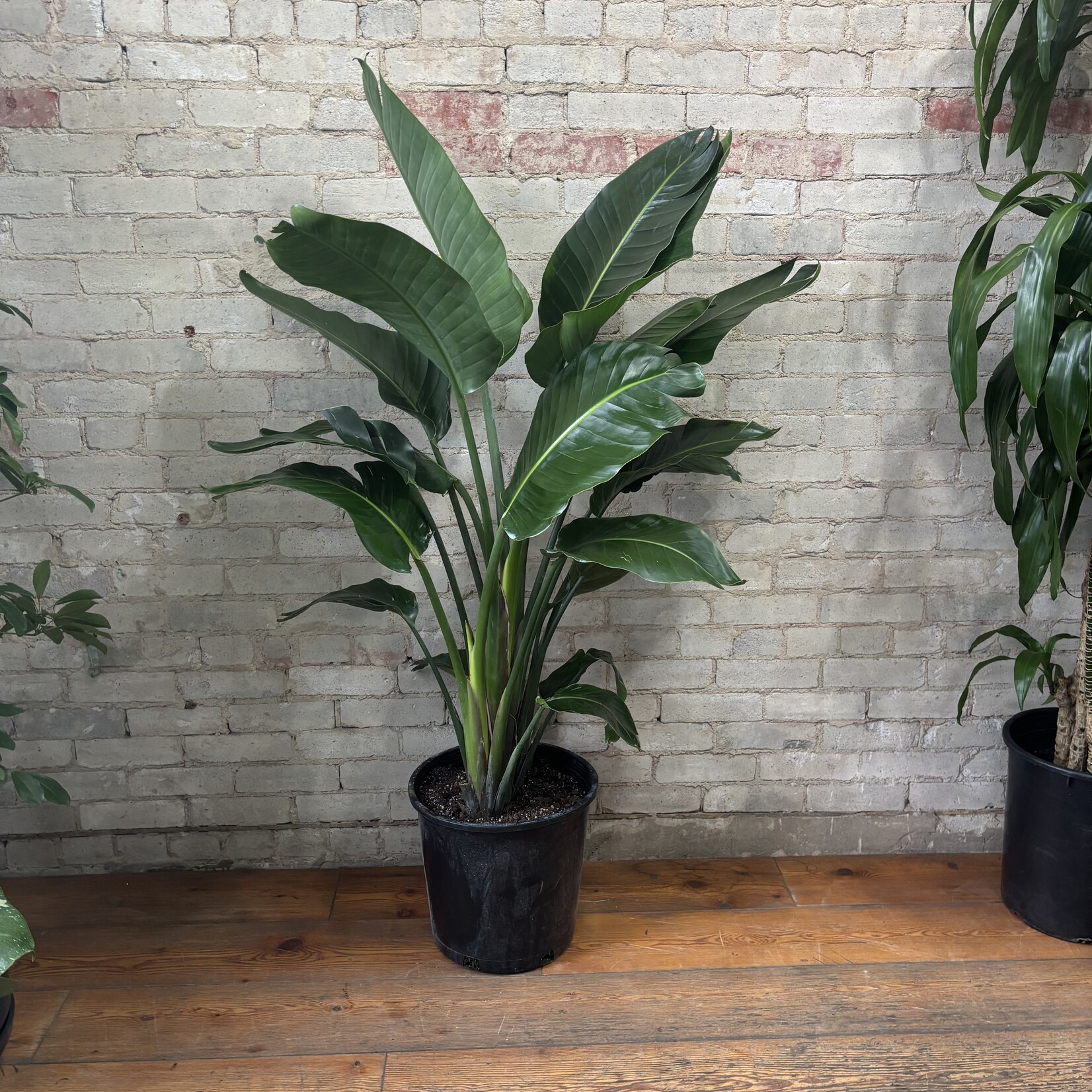 Bird of Paradise - Strelitzia Nicolai 14"