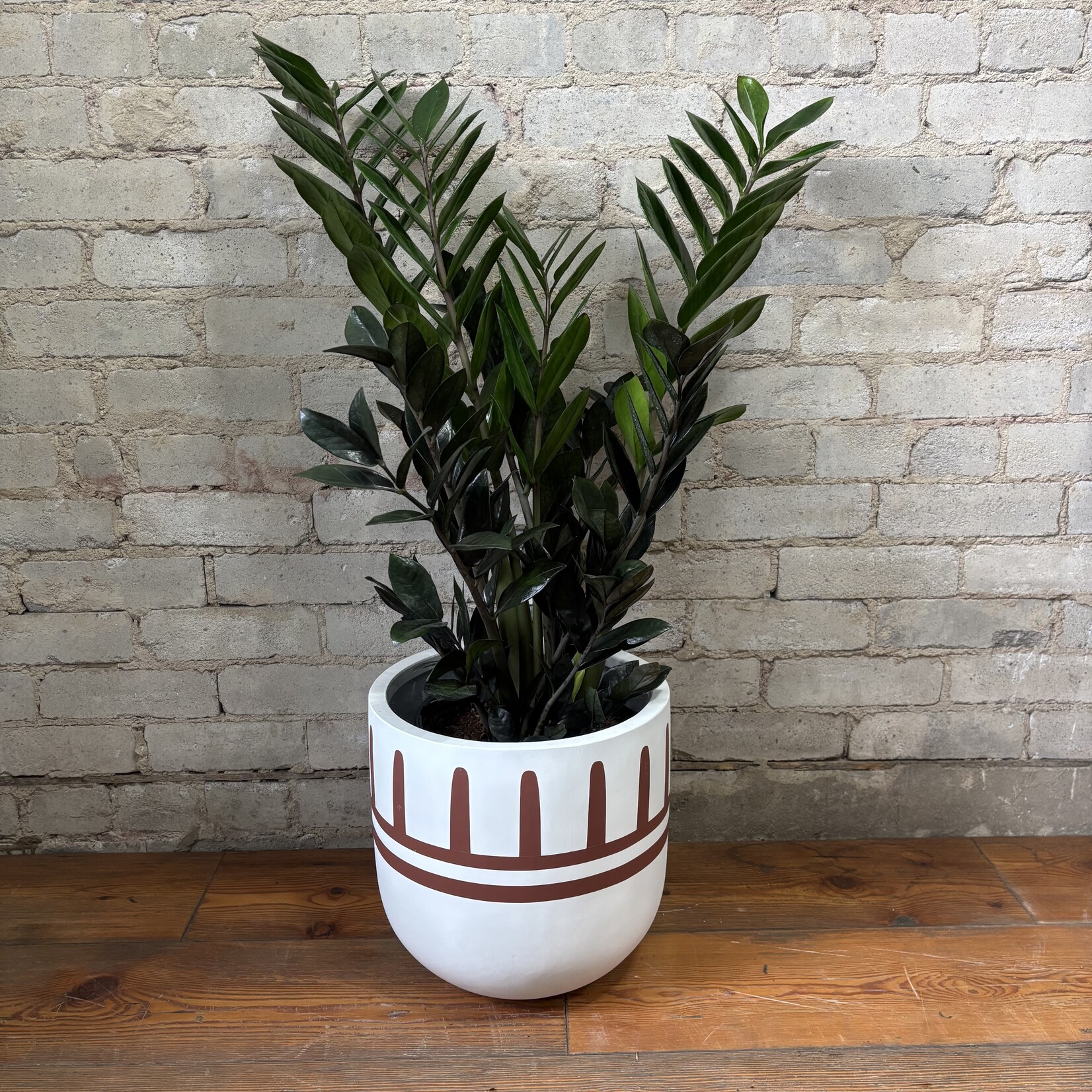 ZZ Plant Raven 10"