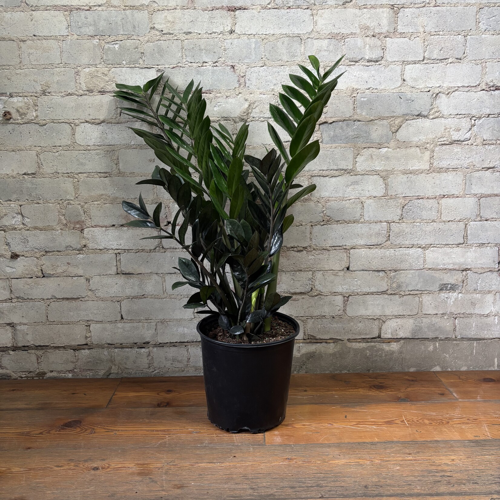 ZZ Plant Raven 10"