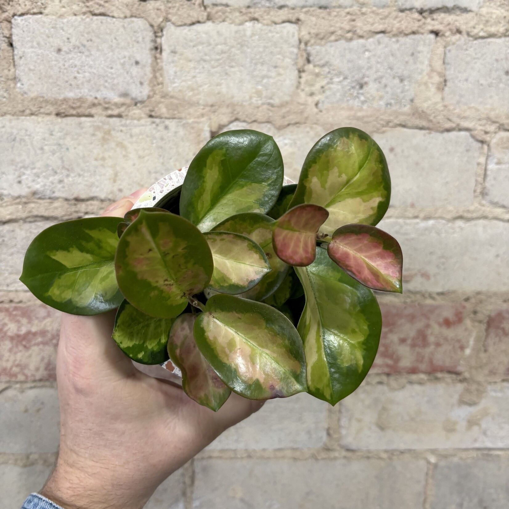 Hoya Australis Lisa 3.5"