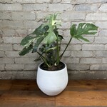 Monstera Thai Constellation 8"