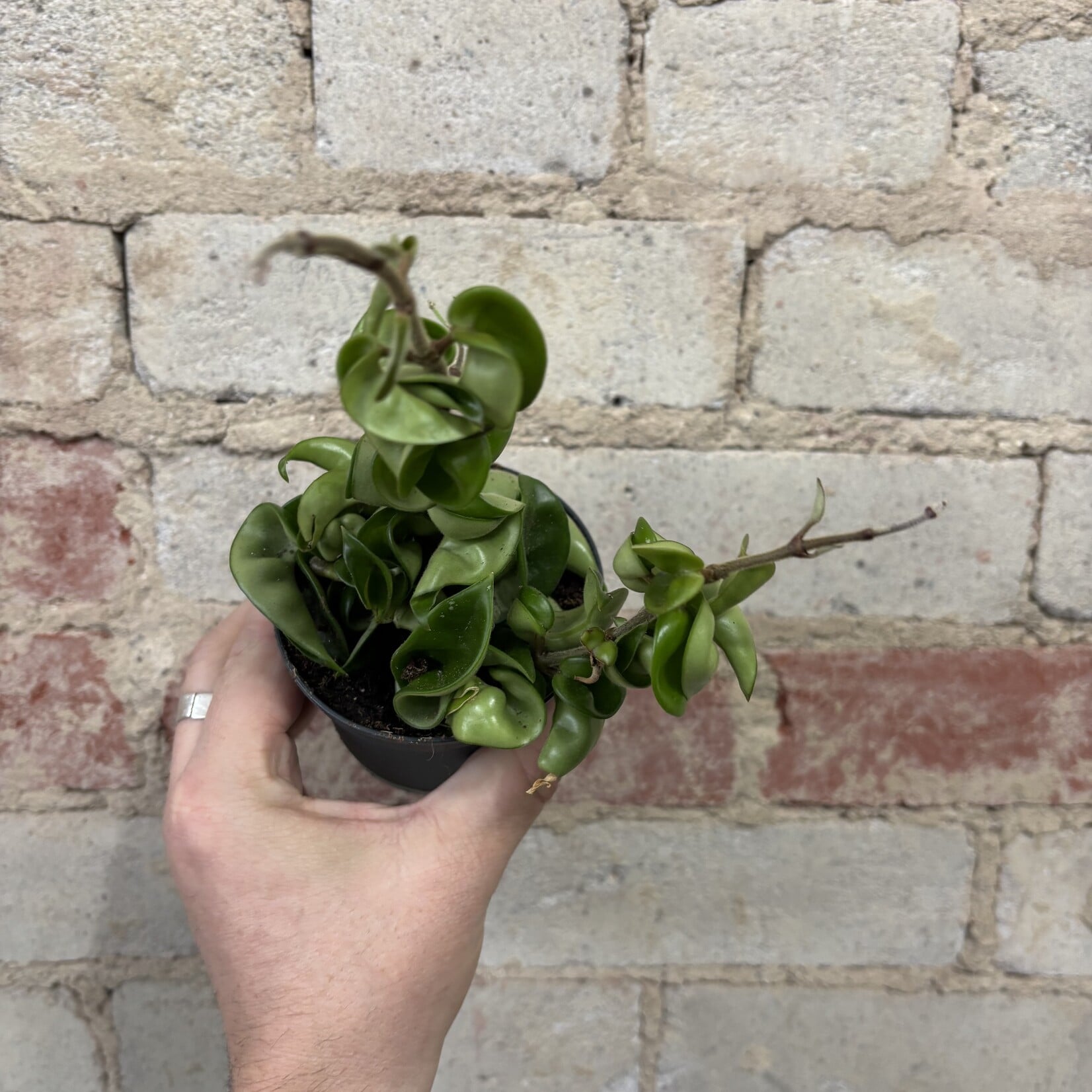 Hoya Carnosa Compacta 3.5"